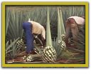Agricultores de fibras naturales