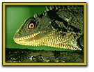 Iguana