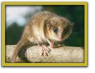 Monito de monte, el marsupial m&aacute;s primitivo del mundo.