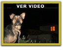 Activar video "El perro"